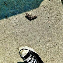 Impact