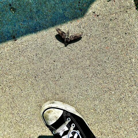 Impact