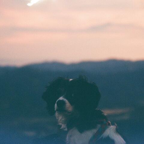 Beau in the Cherry Blossoms