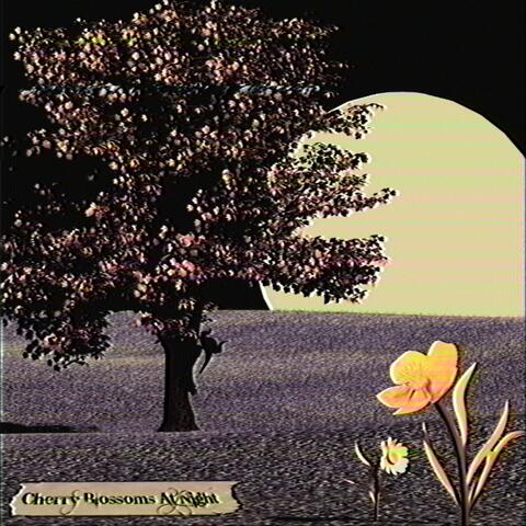 Cherry Blossoms At Night