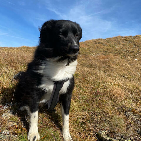 LIBERO SU ACANO O CANINA