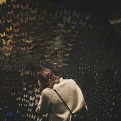 ทฤษฎีฝันของผีเสื้อ (Refined Version)