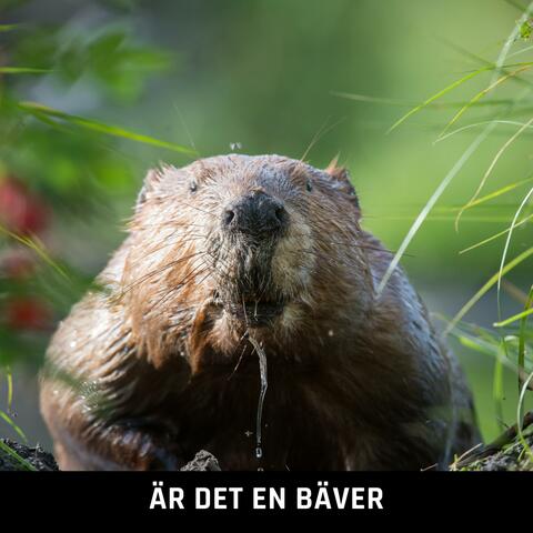 Är det en Bäver