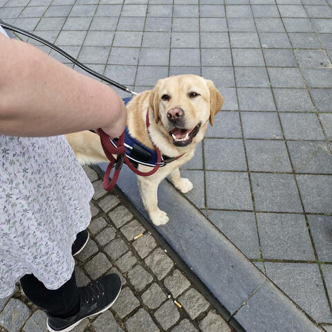 Being a guide dog