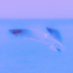 feeling (feat. shubb)