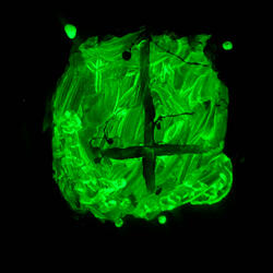 Rise of the Pagan Priesthood