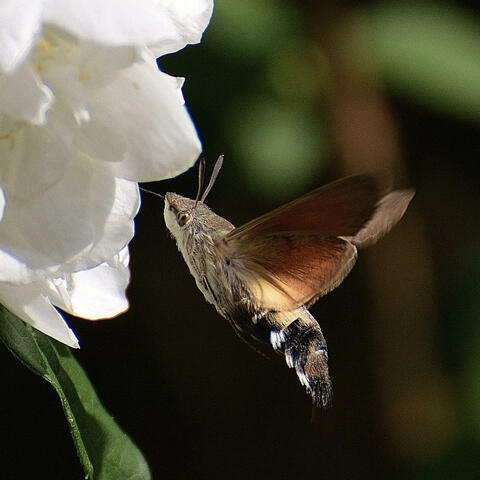 The Hummingbird Hawk Moth