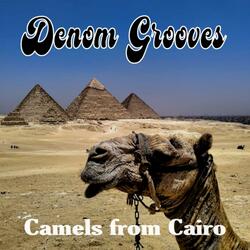 Camels from Cairo