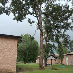 ILL BE FINE (feat. TSHREDS)