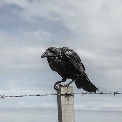 Old Crow
