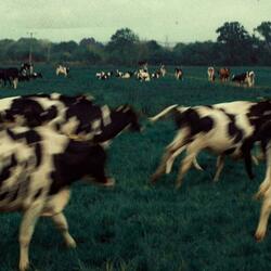 On God (feat. y4 yung, Afrogad Proxy & Cgee)