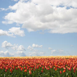 First Spring Encounter