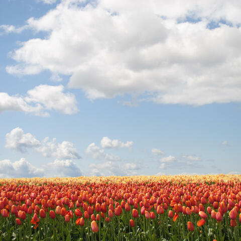 Breeze of Spring – Piano Reflections (2025)