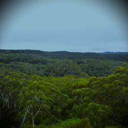 Chirps, Caws, and Raindrops
