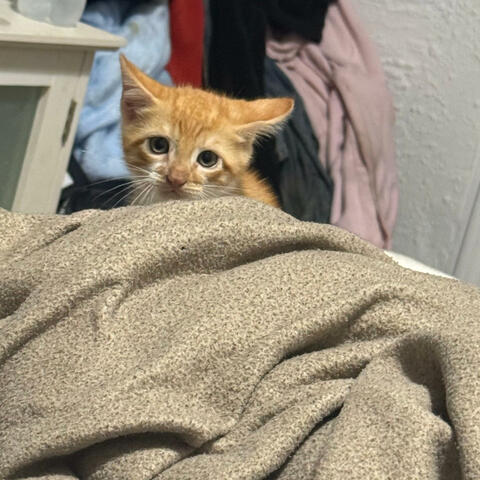 The cat in my head