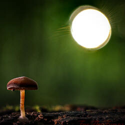 Nightingale (AI Song Remix)