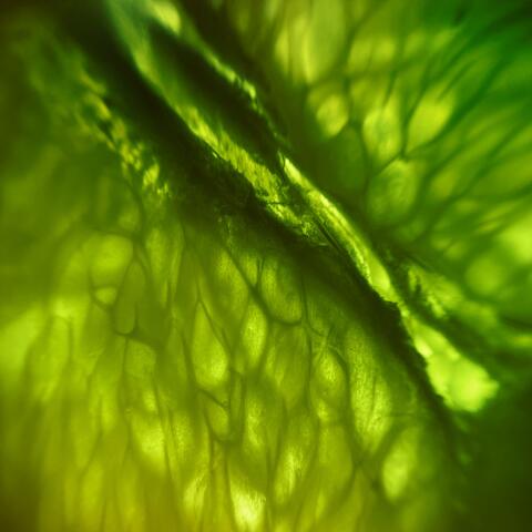 Lyme Lyte
