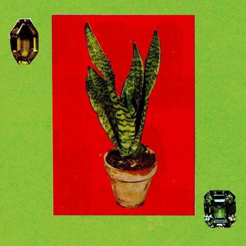 Planta de interior africana