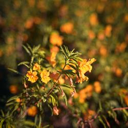 Flame Stag (From "Mega Man X2")