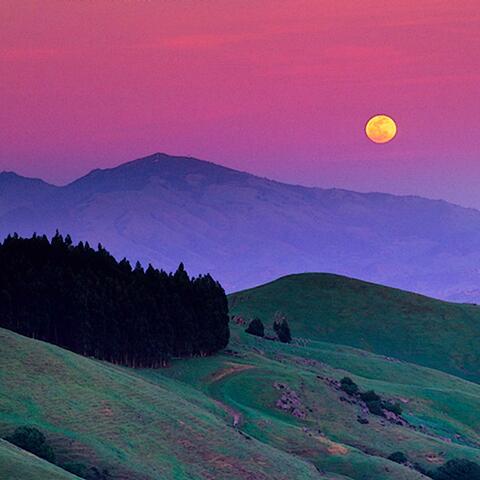 Violet Night
