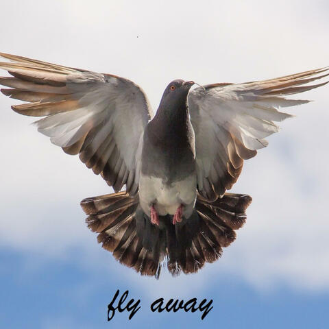 fly away