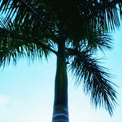 King Palm