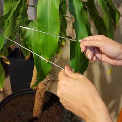 Water Witcher (True Story)