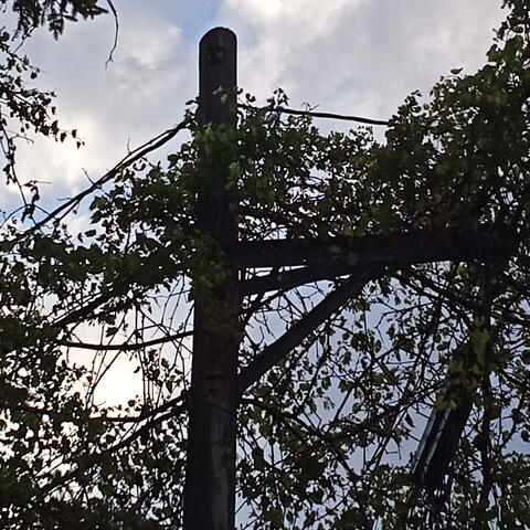 Cemetery Vines