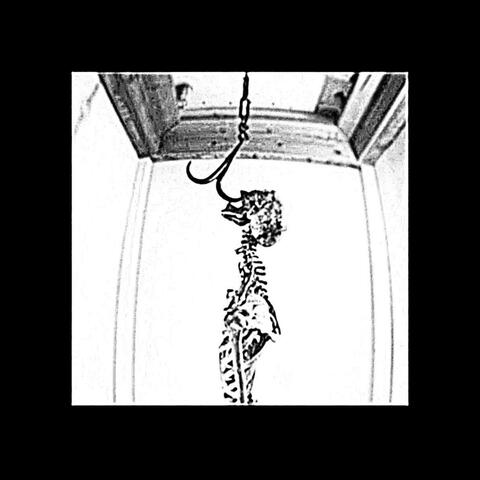 Bones