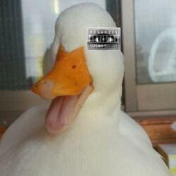 Duck Duck Dooze (feat. CoolXD312 & GayLuigi)