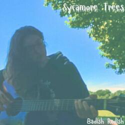 Sycamore Trees