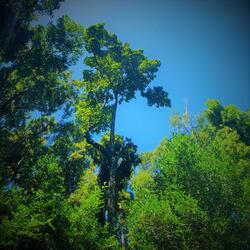 Minnamurra Rainforest Pt I