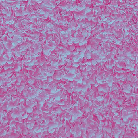 cherryblossoms