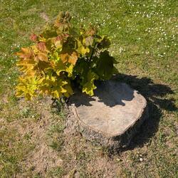 Offenburg, Pflanzt Bäume, Mann!