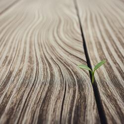 Against the grain