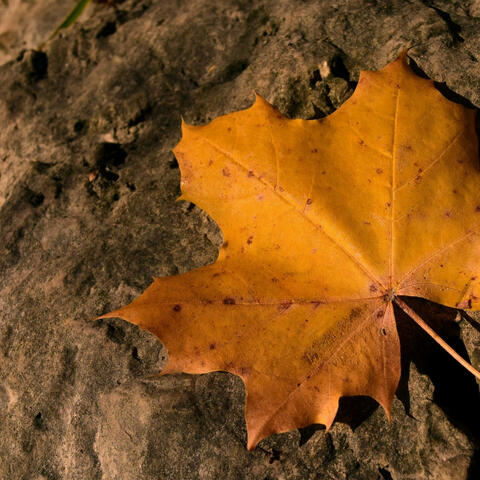 Dry leaf fall