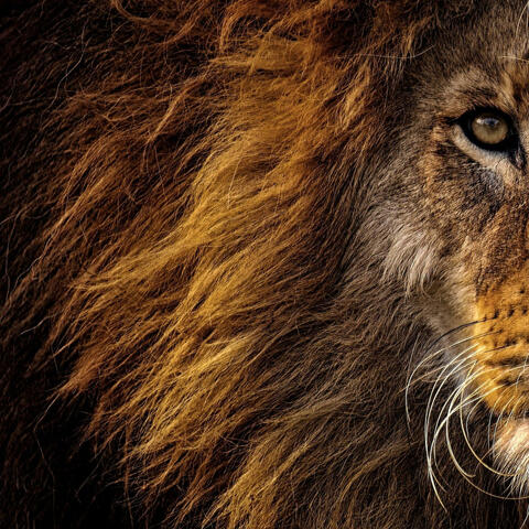 Lioness in might
