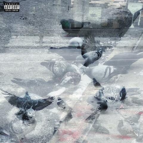 Where Do Pigeons Go?