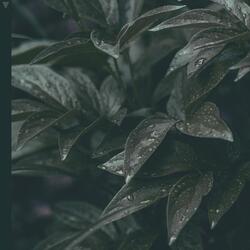 hemlock