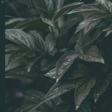 hemlock