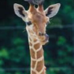 Dancing Through Giraffe Spots
