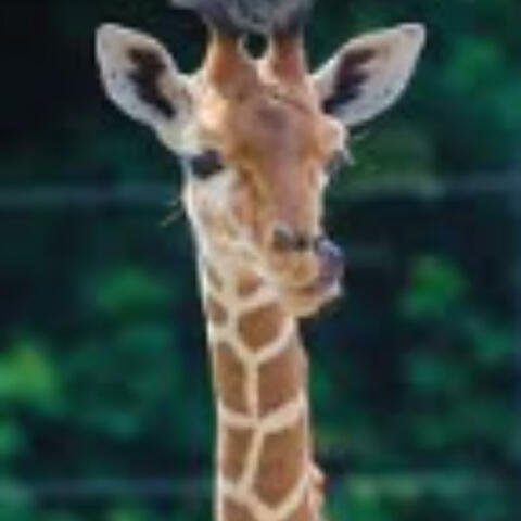 Dancing Through Giraffe Spots
