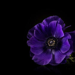 Longing For The Past