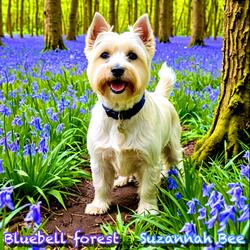 Bluebell forest