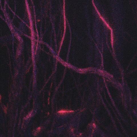 ROOTS