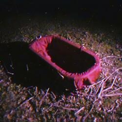 NDE