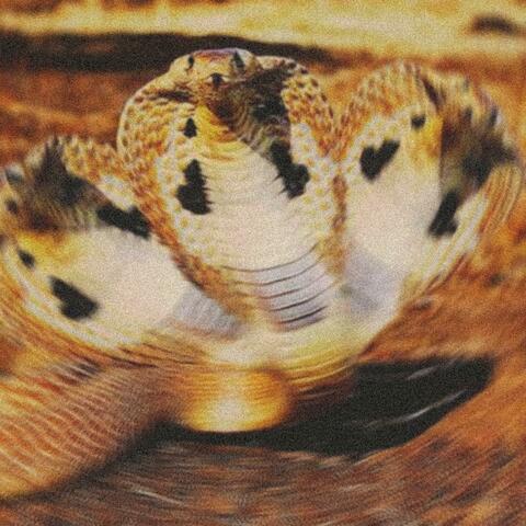 KING COBRA