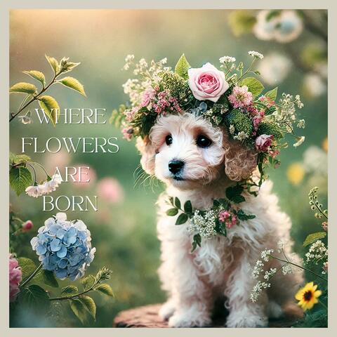 Where Flowers Are Born