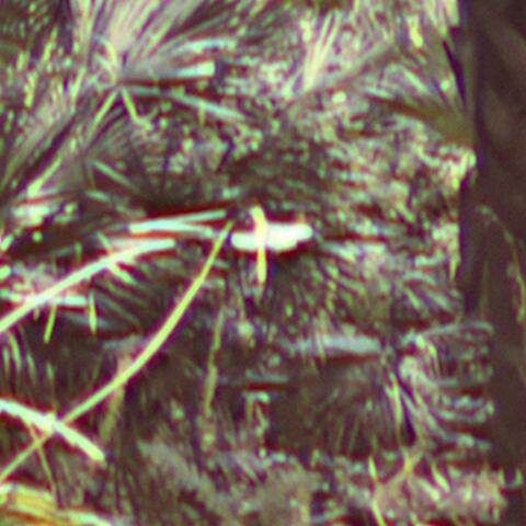 dragonfly (original short film soundtrack)