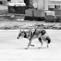 In Cemetery Snow, A Four-Beat Gait in D Minor